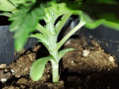 IMG_20220913_025957.jpg