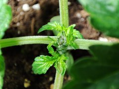 IMG_20220915_172857.jpg