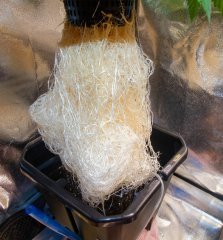 Tramuntana Seeds