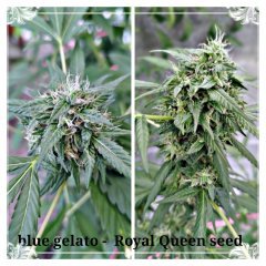 Blue Gelato