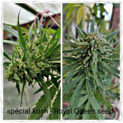 Special Kush 1