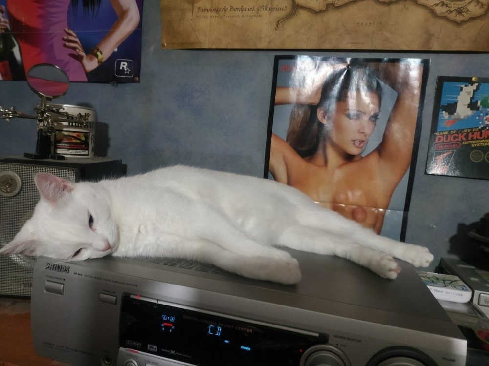 1055416361_Lamictalwhitecat.thumb.jpg.8109f7447e63f5ba0389ee90ec002e69.jpg