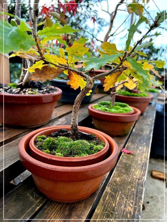 1521146287_Chnenovembre2023.thumb.jpg.2e64f3077147cfcacd4941fca717217f.jpg