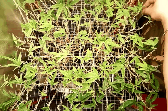 20200713_154609.gif.c19e093e4927559c0f5cdff05c989eb6.gif