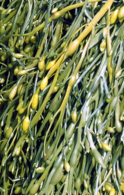 Ascophyllum_nodosum.thumb.jpg.573e344b323f2d6c9d5c06611950301e.jpg