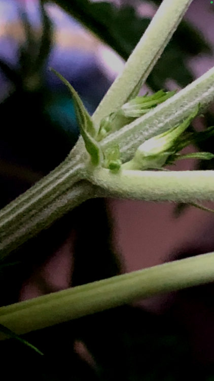 IMG_0834.thumb.png.8e6a3628cb87e370bef383f72bbe6d62.png
