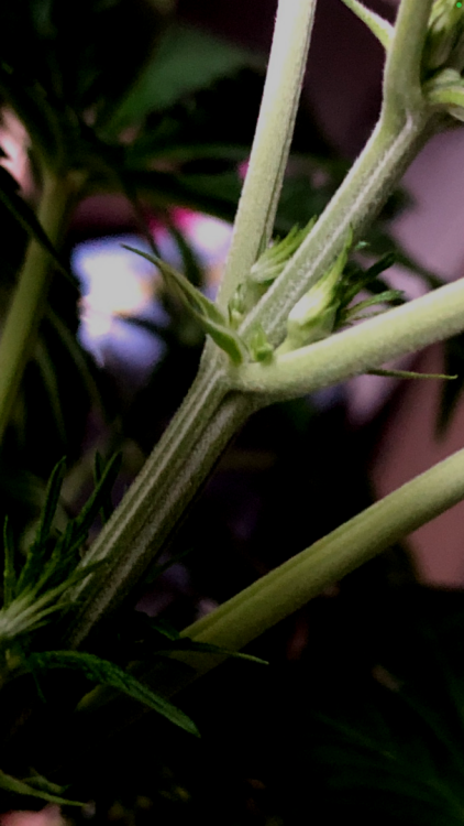 IMG_0835.thumb.png.c6269257c39663e06d8877446de19f07.png