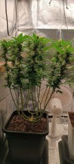 Spécial Kush 2.jpg