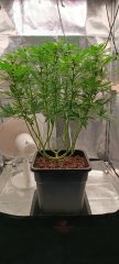 Spécial Kush apres1.jpg