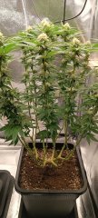 Spécial Kush 1.jpg