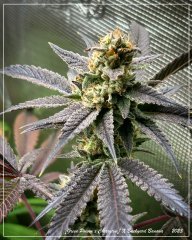 FLO+58 [GreenPoison x Cherrytini ] X Backyard Banana (F2).jpg