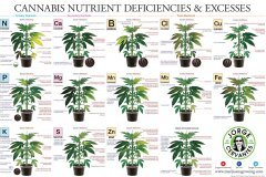 Symptomes Carences Excès.jpg