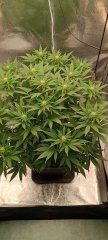 Spécial Kush avant 2.jpg