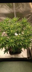 Spécial Kush après 2.jpg
