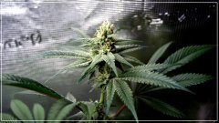 FLO+43 [GreenPoison x Cherrytini ] X Backyard Banana (F2).JPG