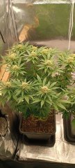 Spécial Kush 1.jpg