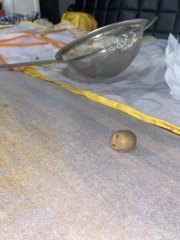 Session Bubble Hash 1 2
