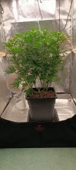 Spécial Kush avant 1.jpg
