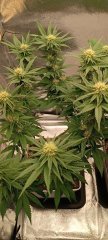 fruit Spirit.jpg