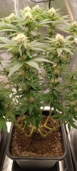 Spécial Kush 2.jpg