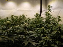 12/12 +20, la Sour Diesel à droite au milieu