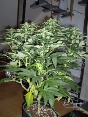12/12 +20 avant défoliation, Kosher Kush je crois