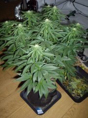 12/12 +20 avant défoliation, Kosher Kush