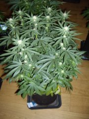 12/12 +20 avant défoliation, GMO x Animal Cookies je crois