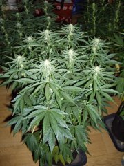12/12 +20 avant défoliation, GMO x Animal Cookies je crois