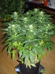 12/12 +20 avant défoliation, Jack Herer