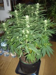 12/12 +20 avant défoliation, Godzilla Glue