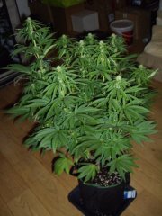 12/12 +20, Panama