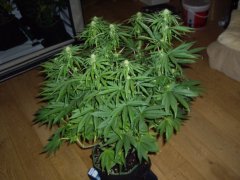 12/12 +20, Panama
