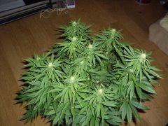12/12 +20, Panama