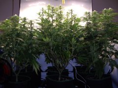 12/12 +20, contre plongée