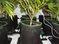 12/12 +20, sous les jupes