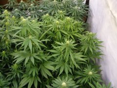 12/12 +20, Panama