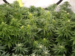 12/12 +20, Malawi