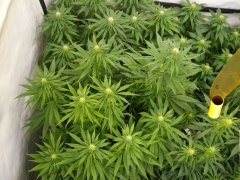 12/12 +20, Panama