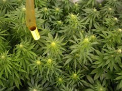 12/12 +20, Malawi