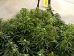 12/12 +20, Panama et Malawi