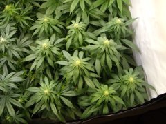 12/12 +20, Kosher Kush