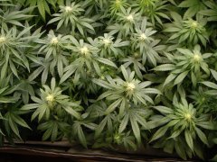 12/12 +20, GMO X Animal Cookies