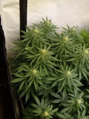 12/12 +20, Critical Cherry