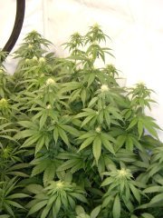 12/12 +20, Sour Diesel