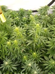 12/12 +20, Malawi