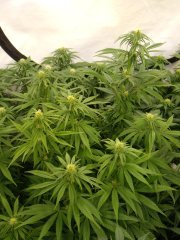 12/12 +20, Panama