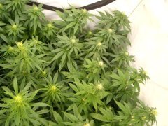 12/12 +20, B45