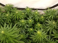 12/12 +20, Jack Herer