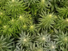 Malawi 12/12 +24
